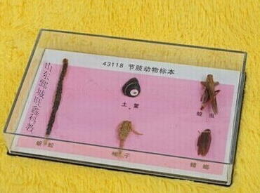 節(jié)肢動(dòng)物標(biāo)本