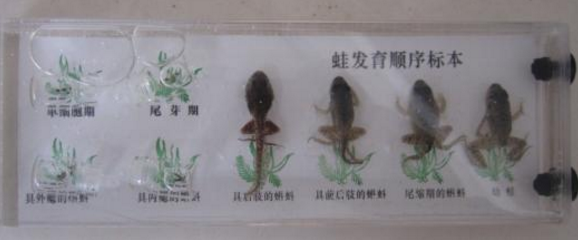 蛙發(fā)育順序標(biāo)本